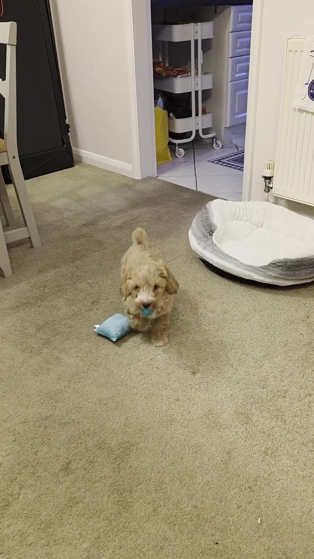 Cavapoo dogs for sale: Cavapoo puppy in Mansfield - Video 2