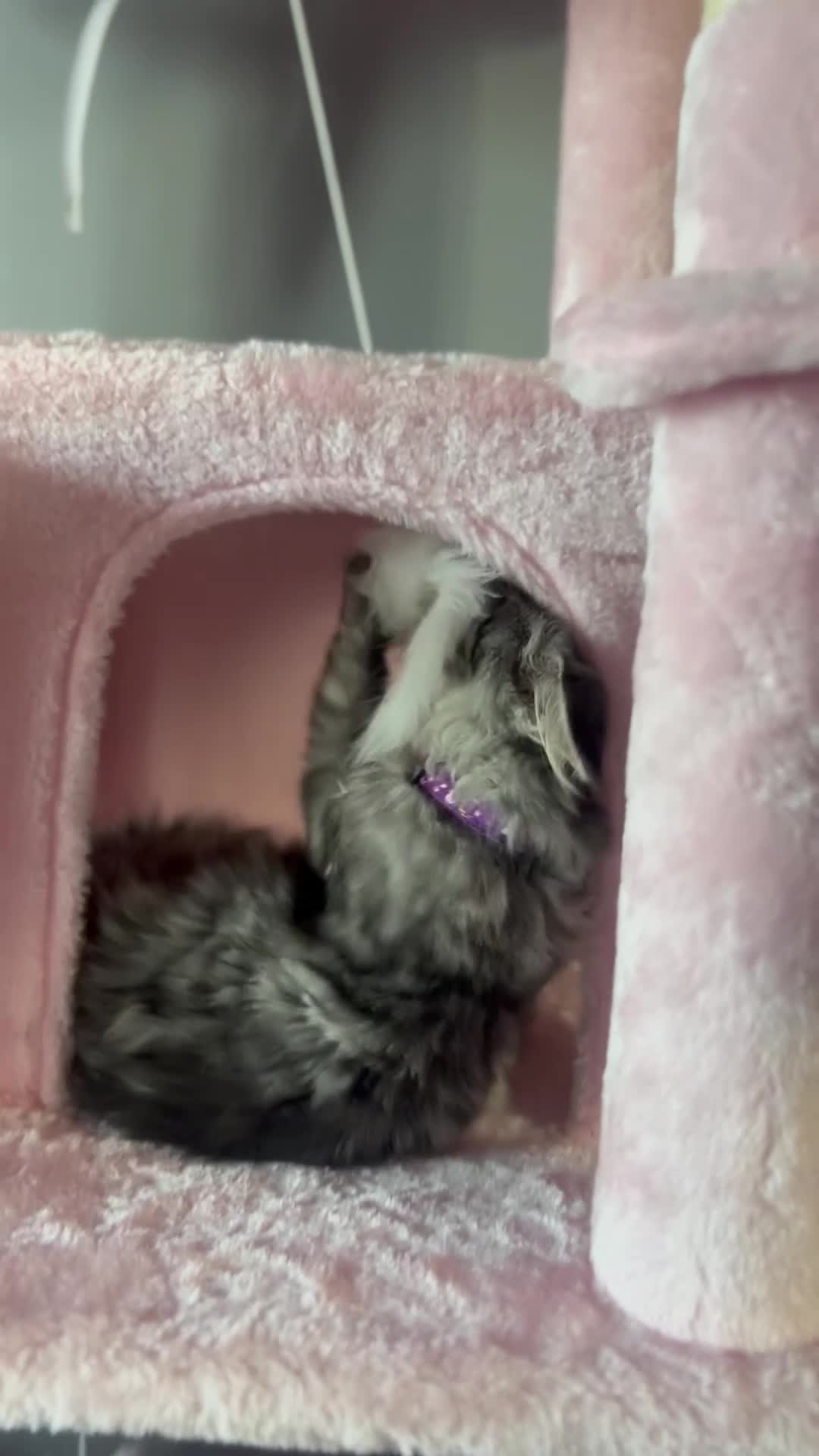 Maine Coon cats for sale: Georgeous Maine coon kittens active register - Video 1