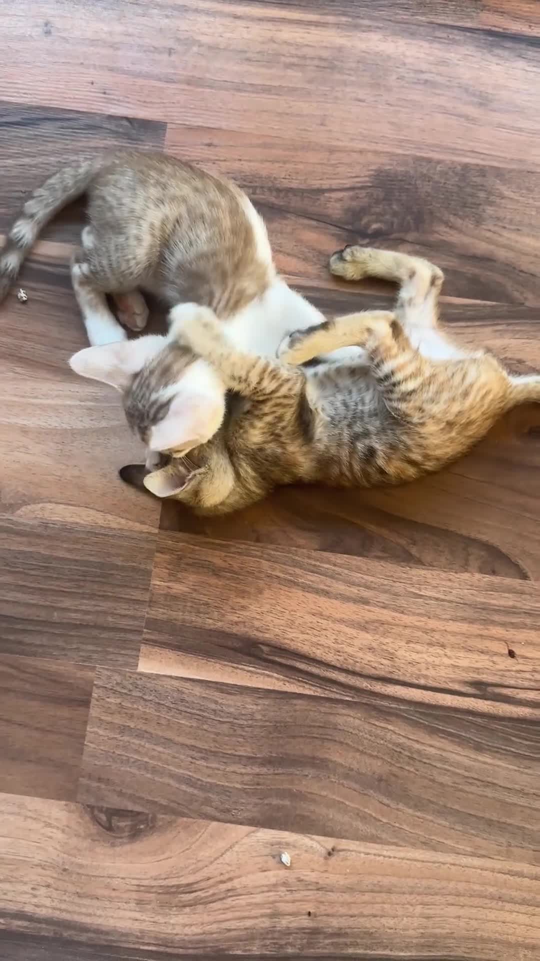 Mixed Breed cats for sale: Crossed Between Oriental short hair & White Bengal - Video 1