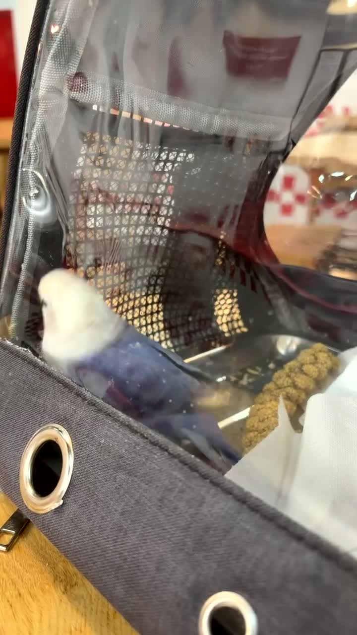 Lovebirds birds for sale: Violet Opaline Lovebird!!!! - Video 2