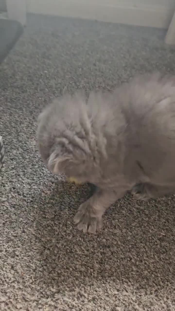 British Shorthair cats for sale: British short hair kittens  - Video 1