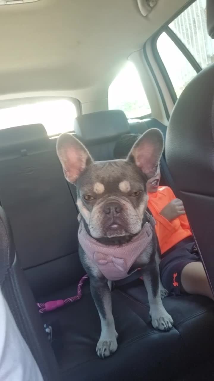 French Bulldog dogs for sale: Blue male French bulldog  - Video 1