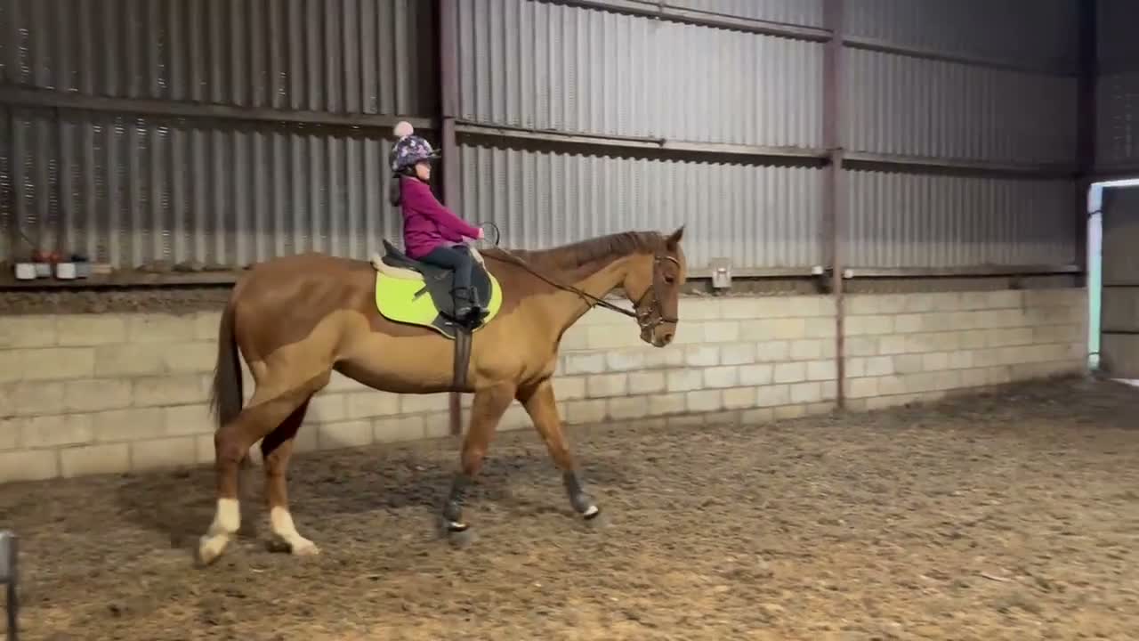 Irish Thoroughbred horses for sale: Fly 16.3hh Allrounder Gelding  in Shrewsbury - Video 2