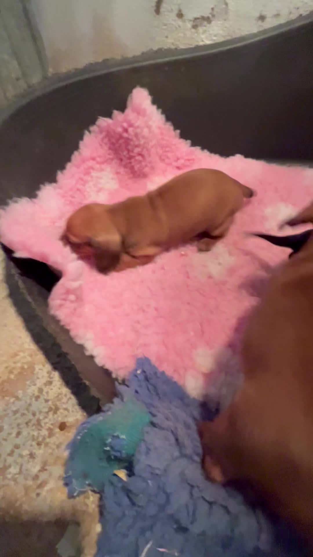 Dachshund dogs for sale: BEAUTIFUL KC REG STANDARD SMOOTH DACHSHUNDS  - Video 1