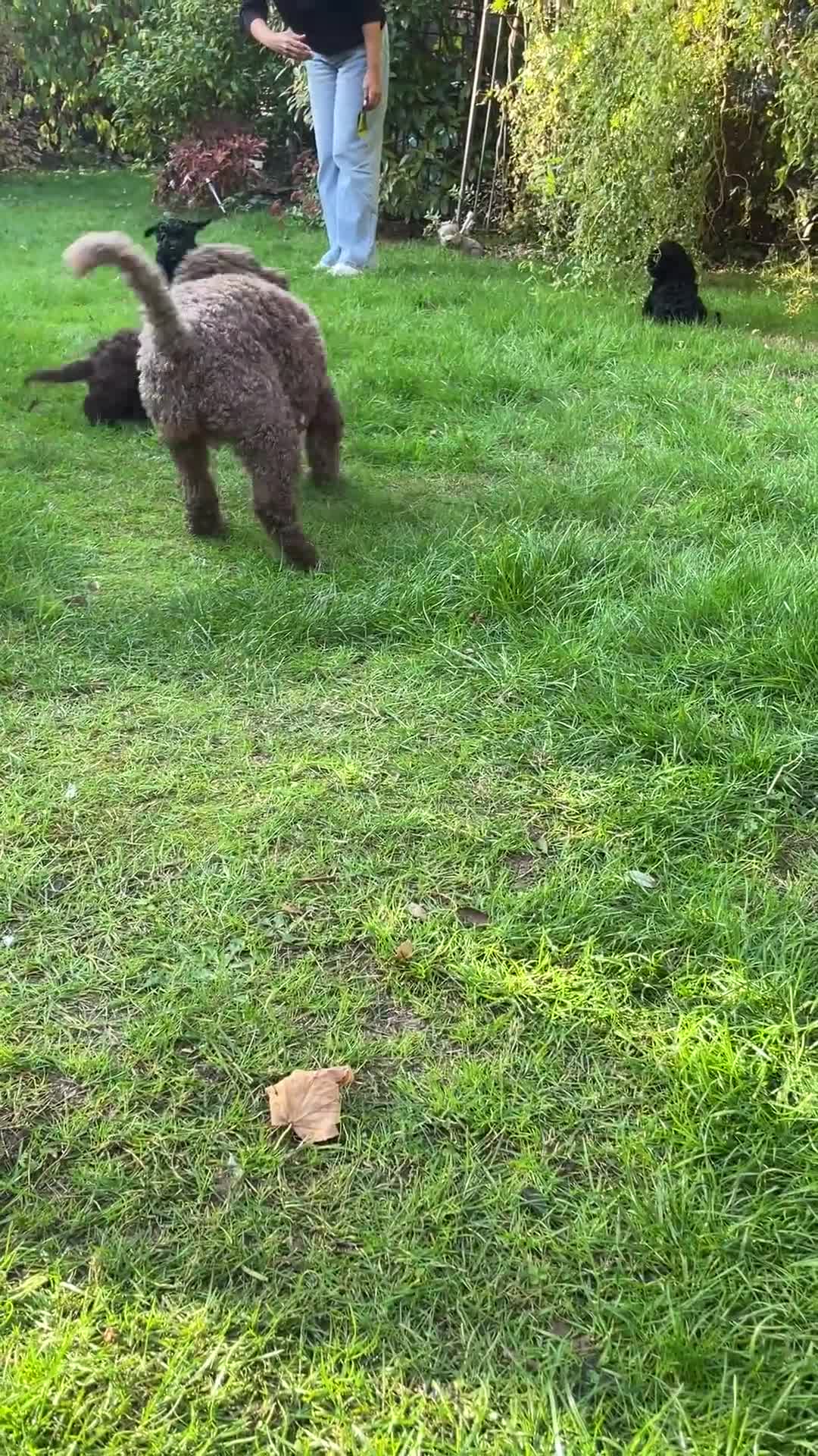 Mixed Breed dogs for sale: I beautiful lady left - Video 2