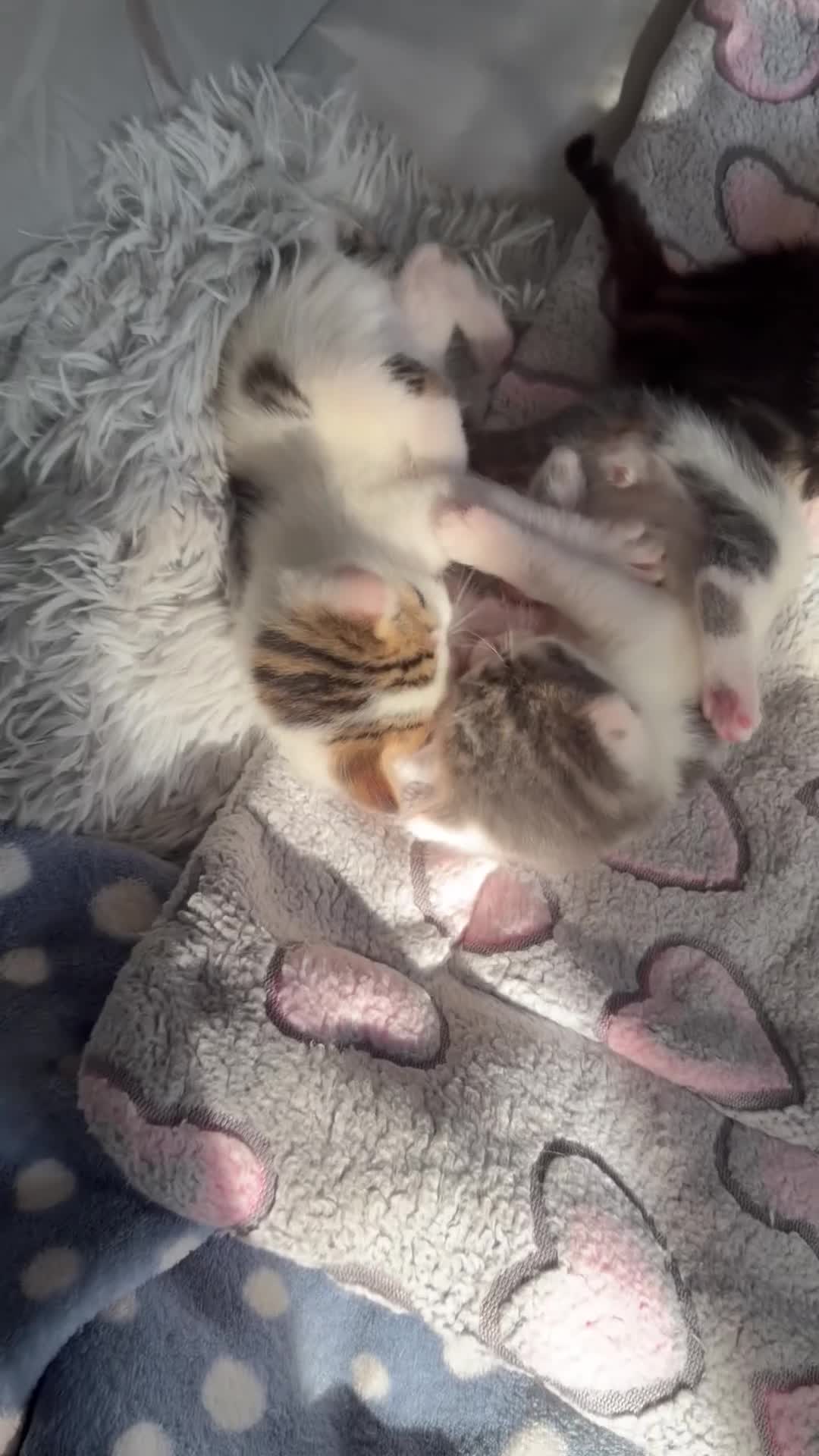 Domestic Shorthair cats for sale: A Stunning Litter Of Six Newborn Kittens  - Video 1