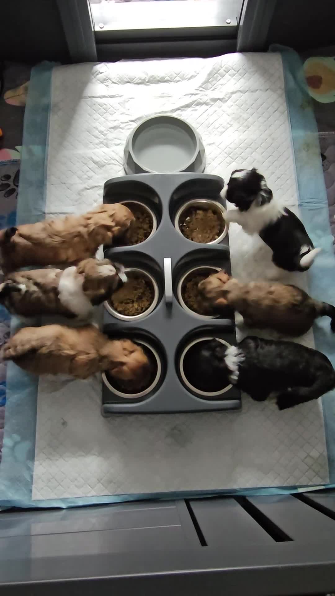 Lhasa Apso dogs for sale: Stunning pedigree Lhasa Apso Puppies - Video 1