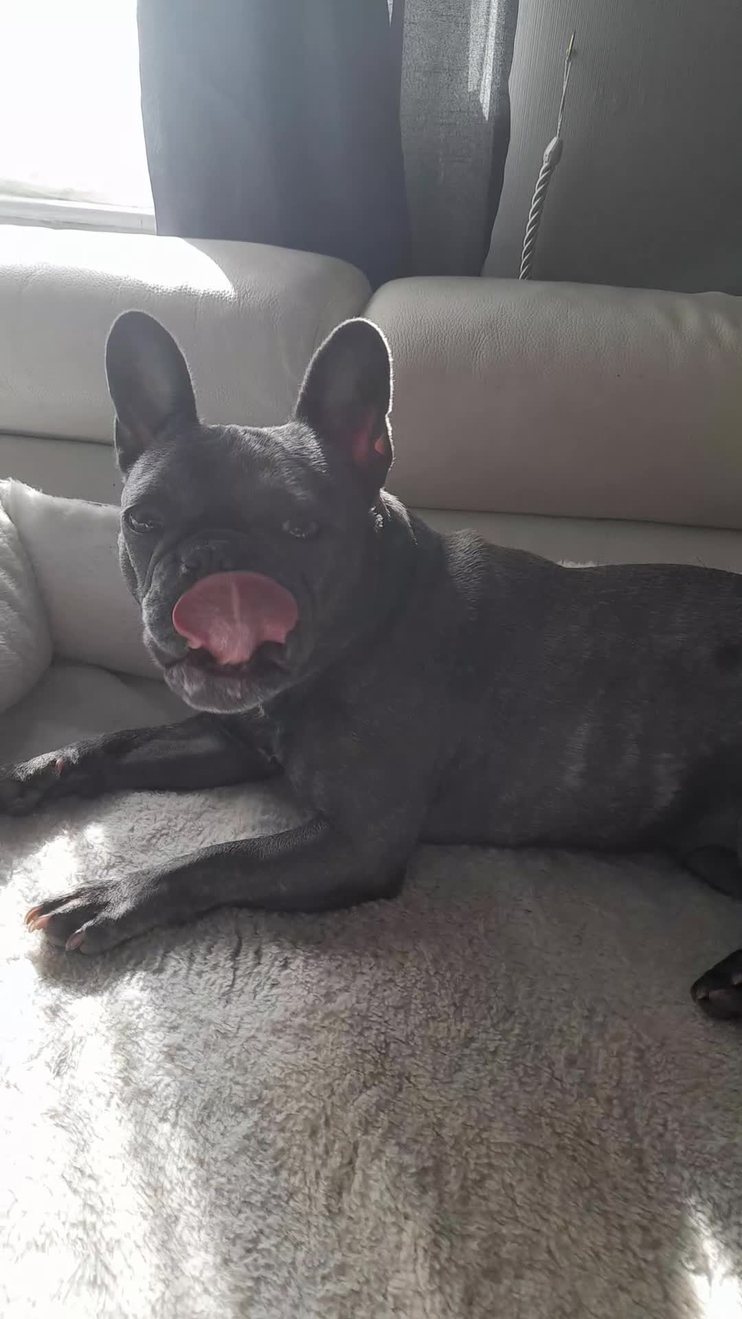 French Bulldog dogs for sale:  Blue French bulldog forsale  - Video 1