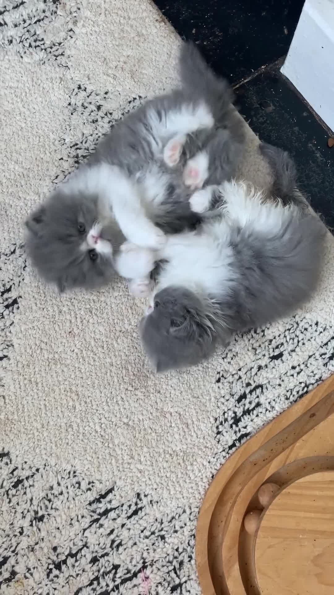 Persian cats for sale: GCCF Reg,Persian Kittens - Video 1