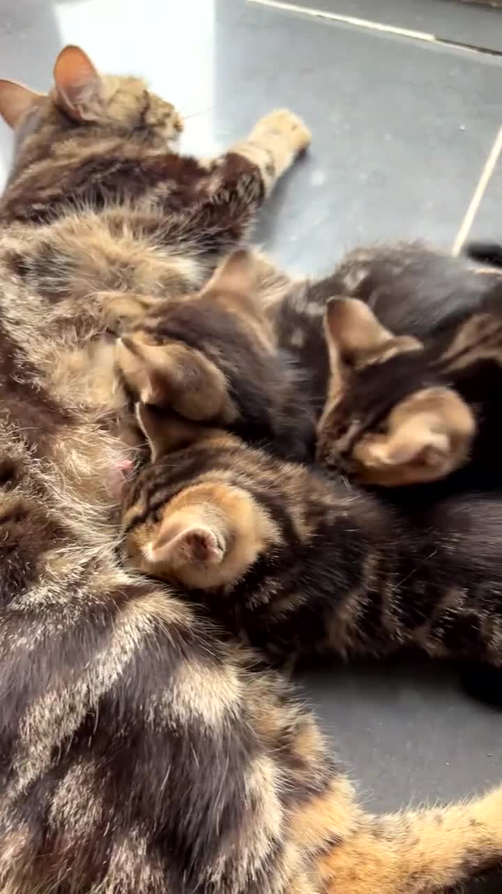 Mixed Breed cats for sale: 3 kittens for sale  - Video 1