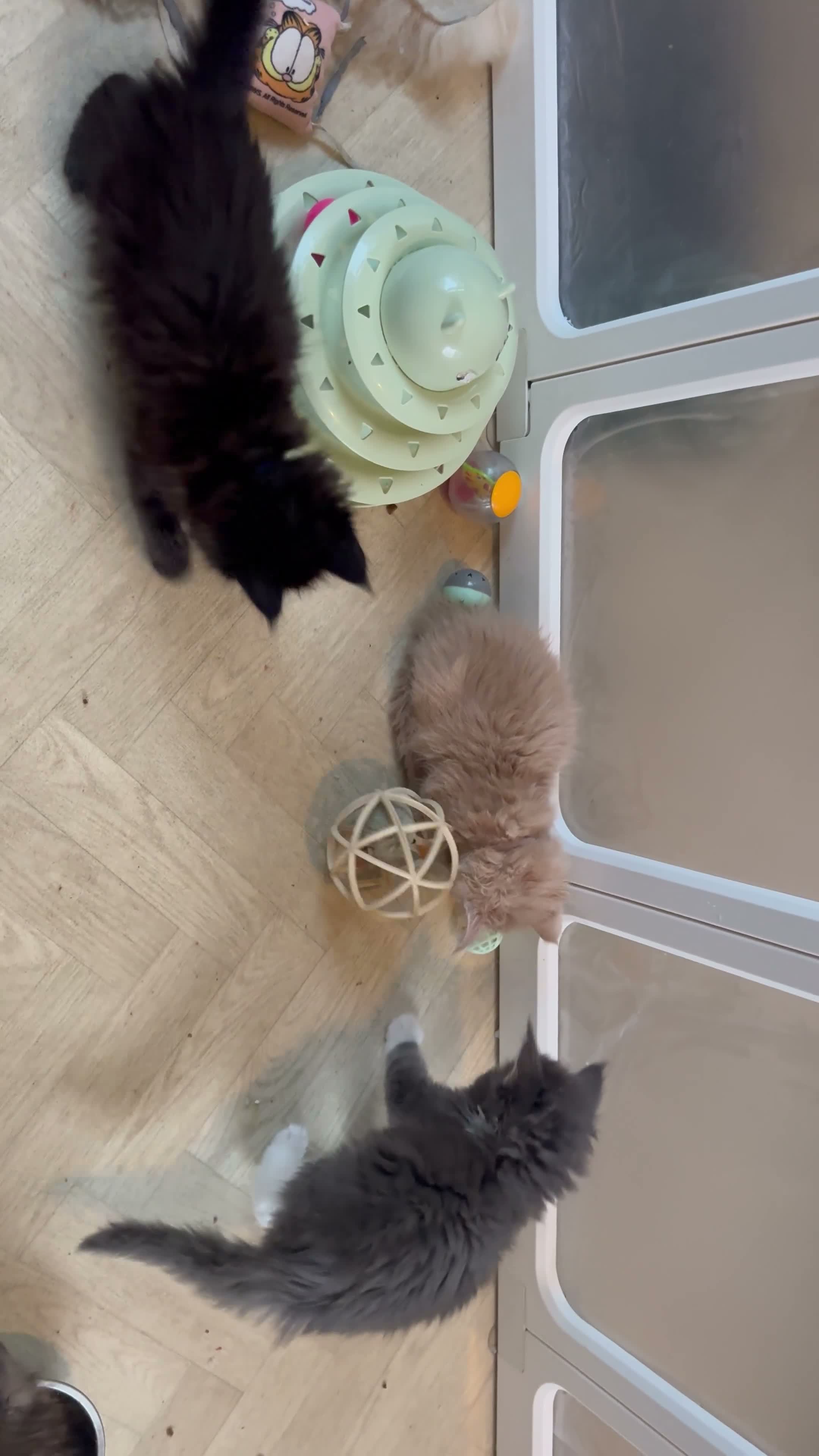 Maine Coon cats for sale: 🐾 FULLY REGISTERED PEDIGREE MAINE COON KITTENS 🐾 - Video 3