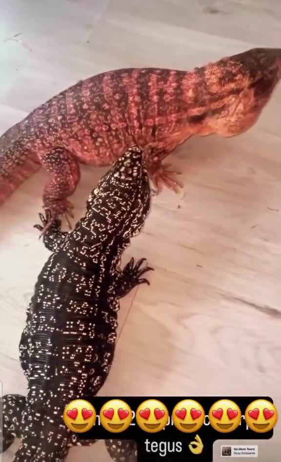 Lizard reptiles for sale: Two tegus for sale - Video 2