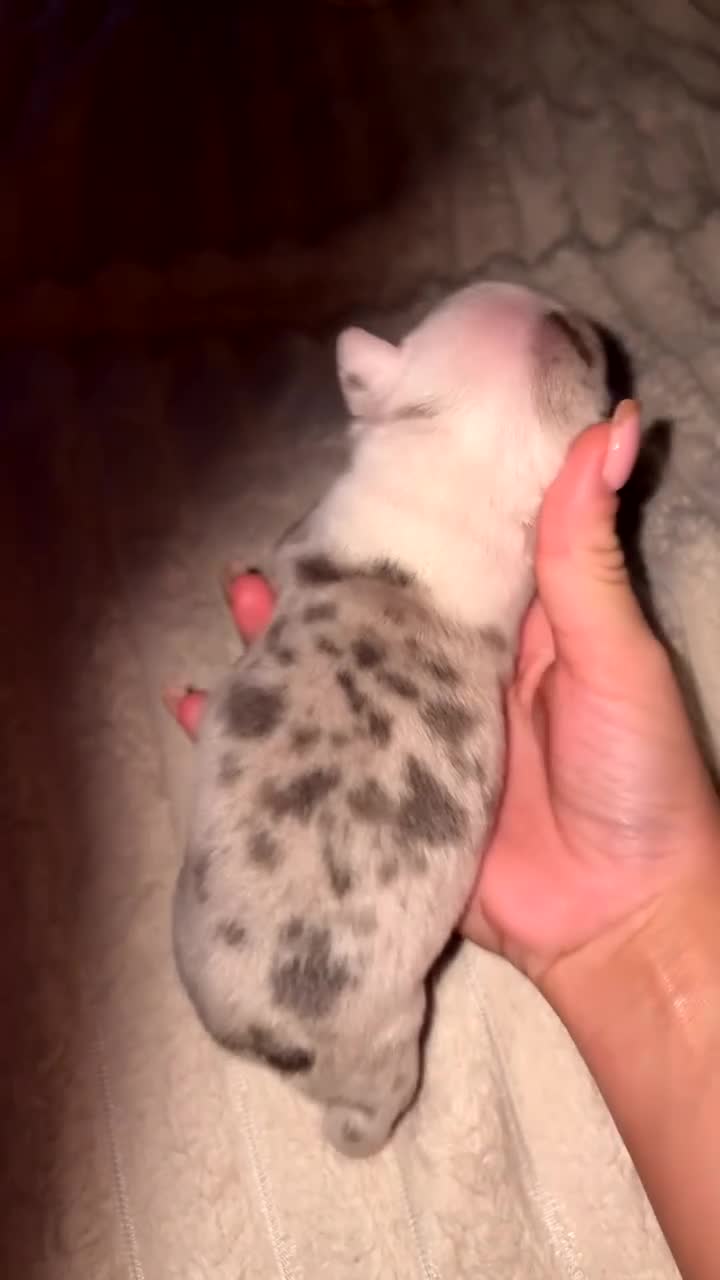 French Bulldog dogs for sale: 4 frenchie pups  - Video 2