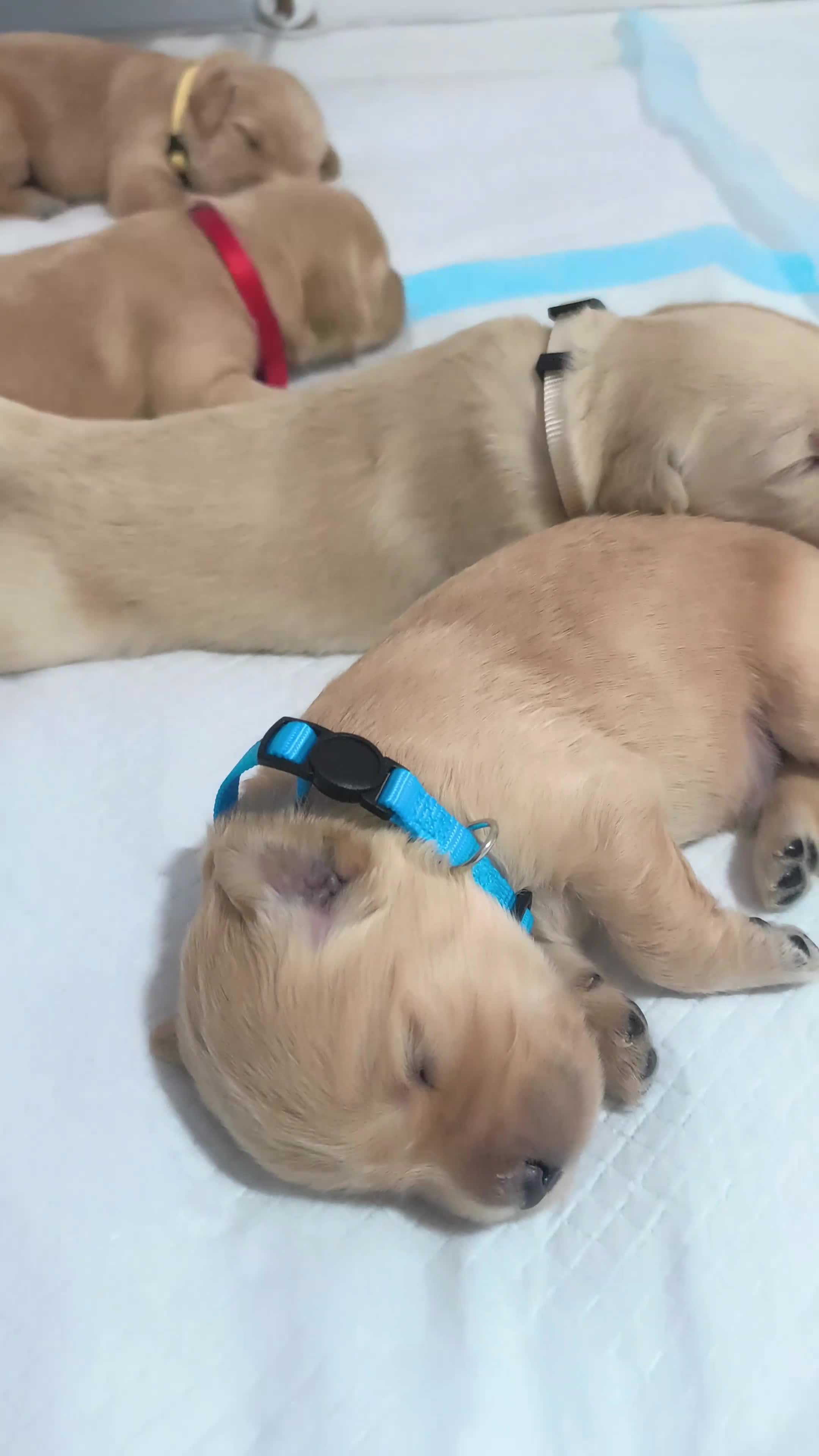 Golden Retriever dogs for sale: Gorgeous golden retriever puppies 🐕 - Video 5