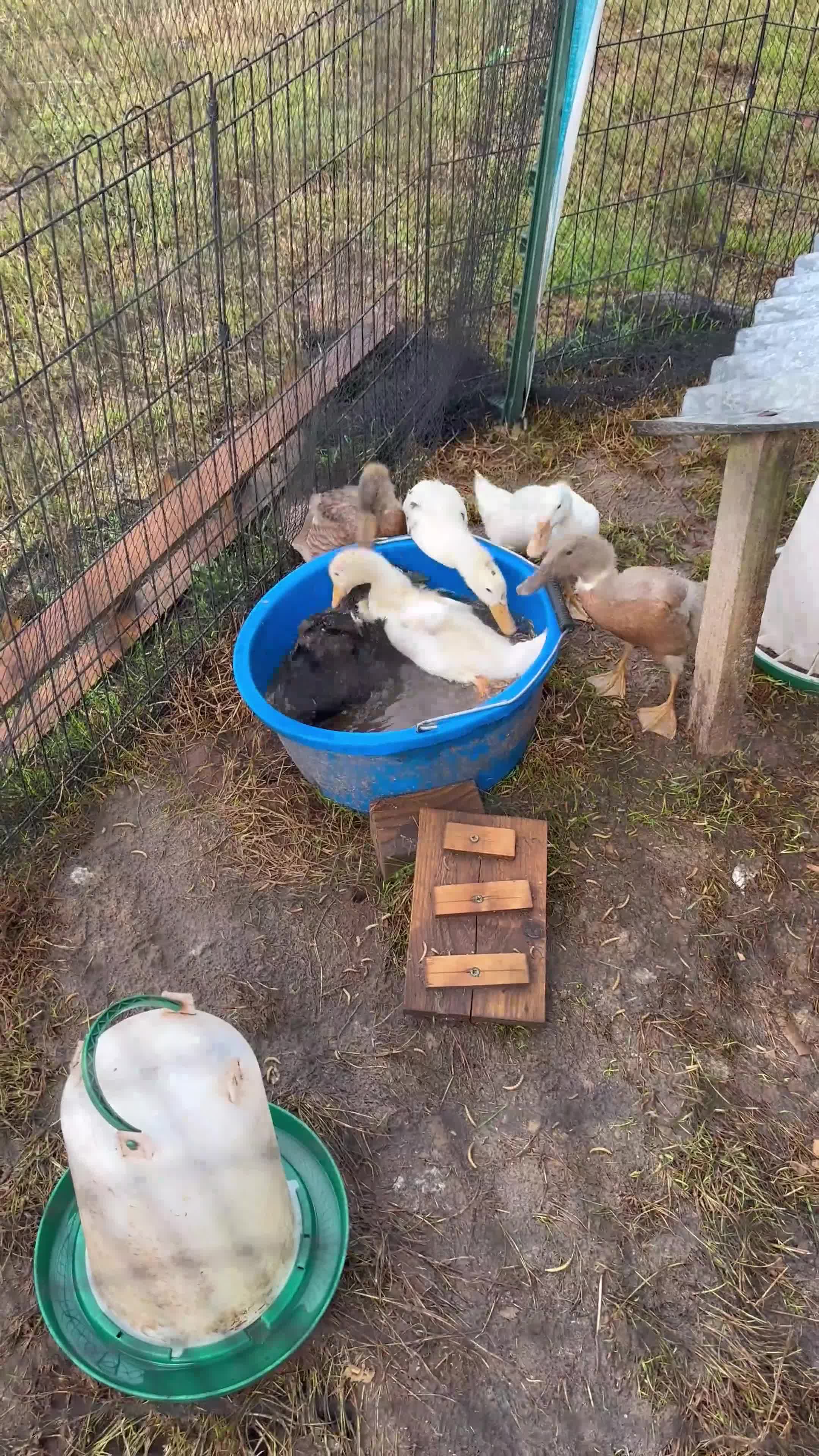 Ducks poultry for sale: ***Indian Runner Cross Ducklings*** only 2 left! - Video 1