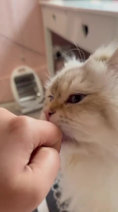 British Longhair cats for sale: Mr Leo - Video 2