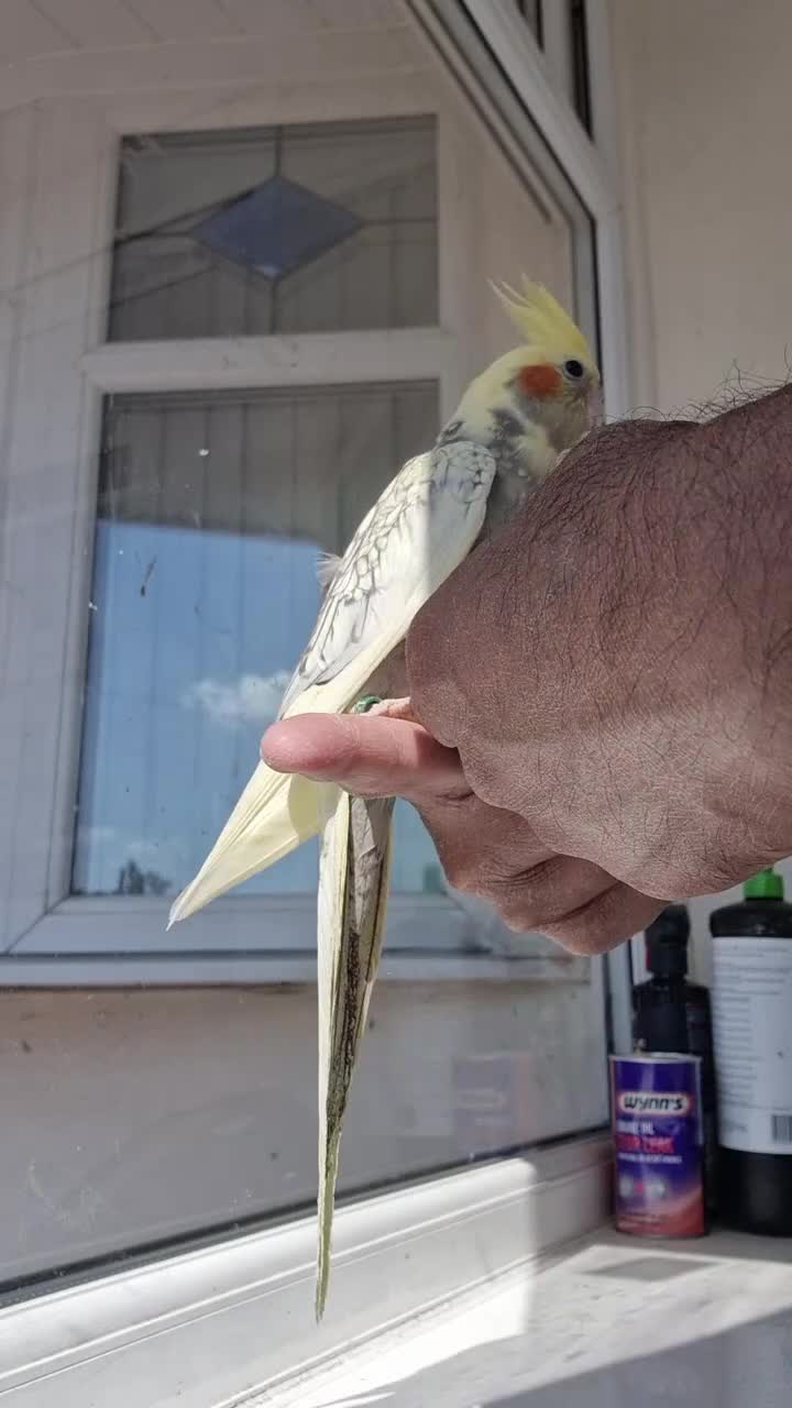 Cockatiels birds for sale: Super Silly hand tamed baby cockatiel - Video 1
