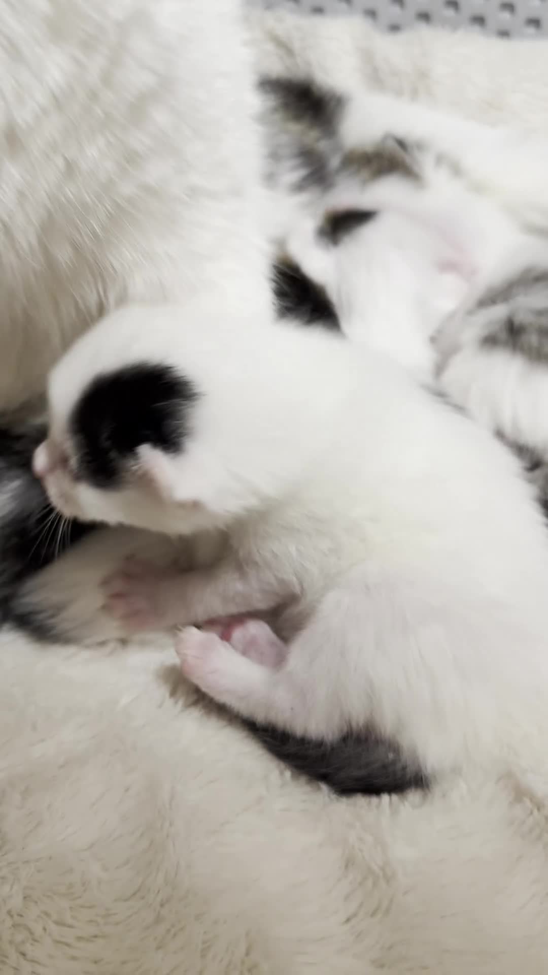 Mixed Breed cats for sale: Adorable Fluffy Kittens. Matilda’s 1st Litter 🐾 - Video 4