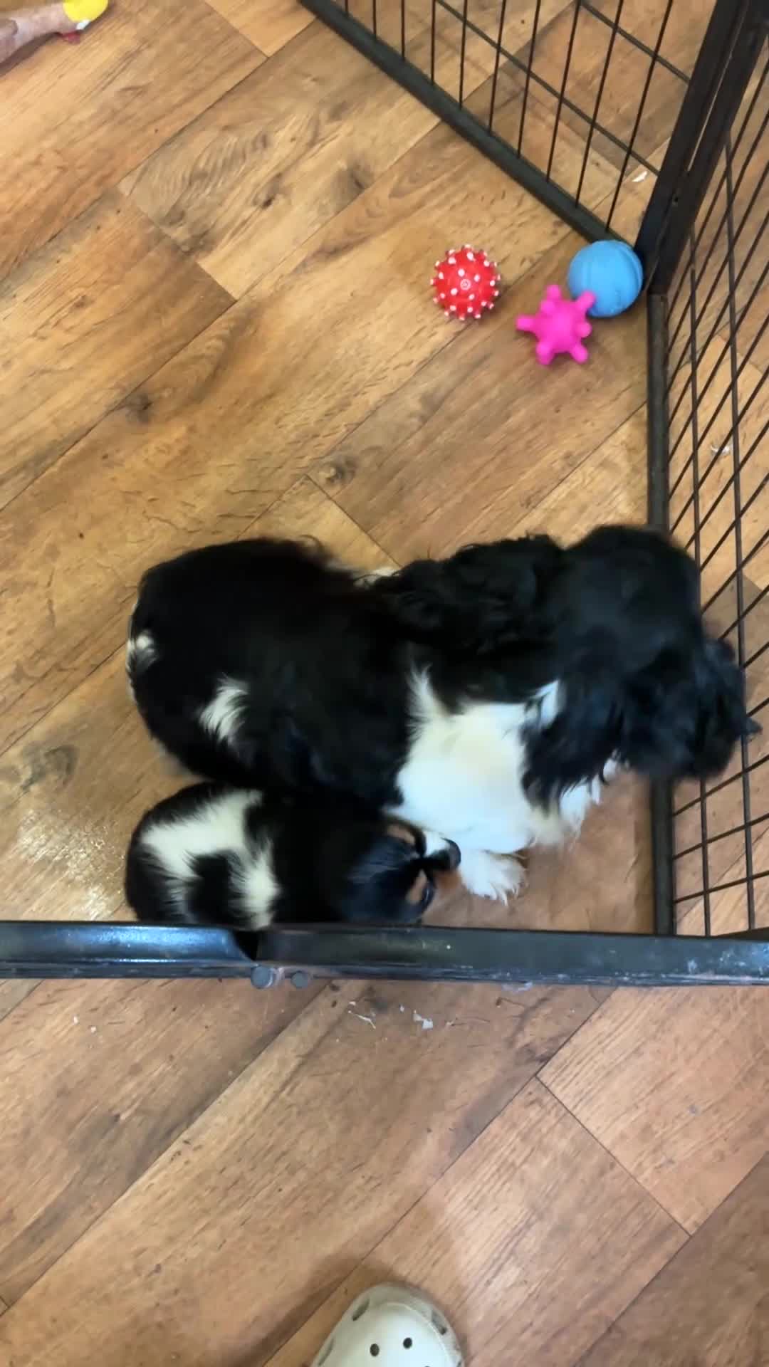 Cavalier King Charles Spaniel dogs for sale: Cavalier king charles  in Doncaster - Video 1