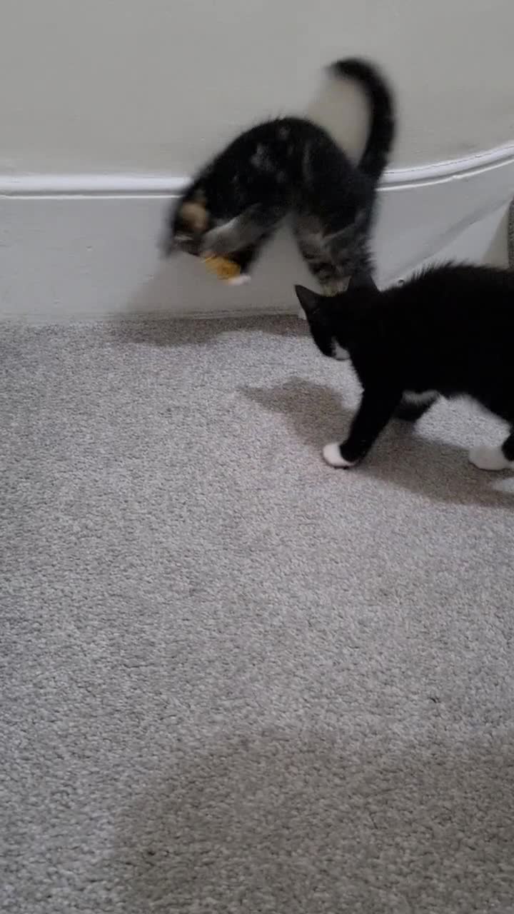 Domestic Shorthair cats for sale: Two Black and white 12wk old girls - Video 1