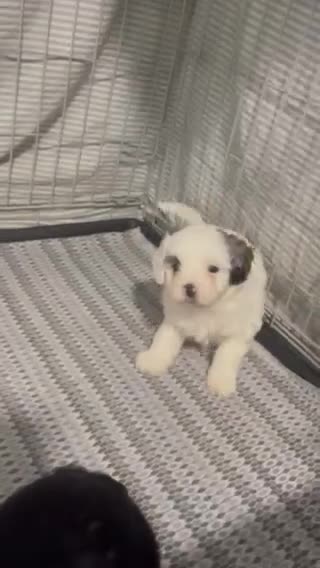 Shihpoo dogs for sale: 1 Shih poo girl ready to leave  - Video 2