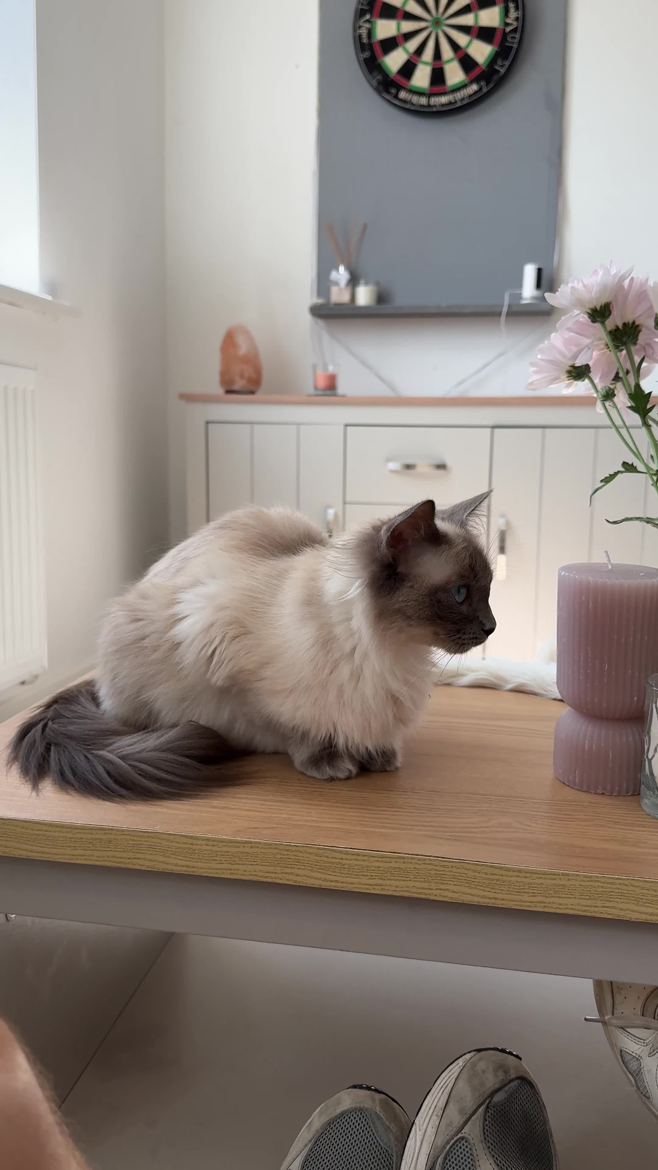 Maine Coon cats for sale: Maine Coon X Ragdoll Kittens 🐱 - Video 1