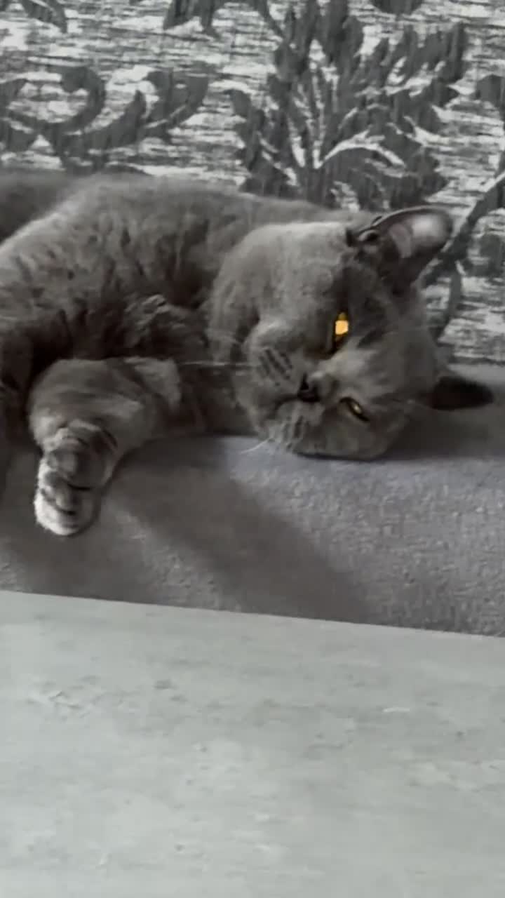 British Shorthair cats for sale: BSH male cat  - Video 1