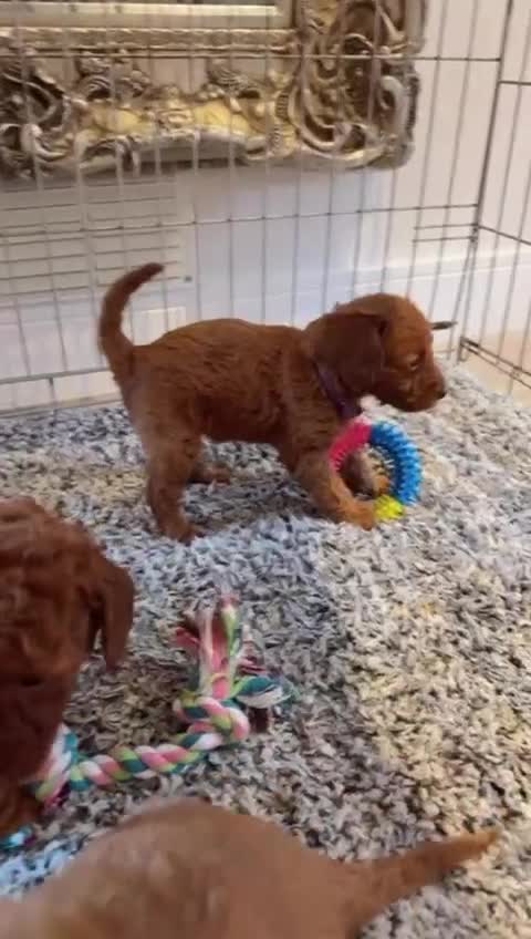 Labradoodle dogs for sale: *Labradoodle puppie F1B*   in Ware - Video 2