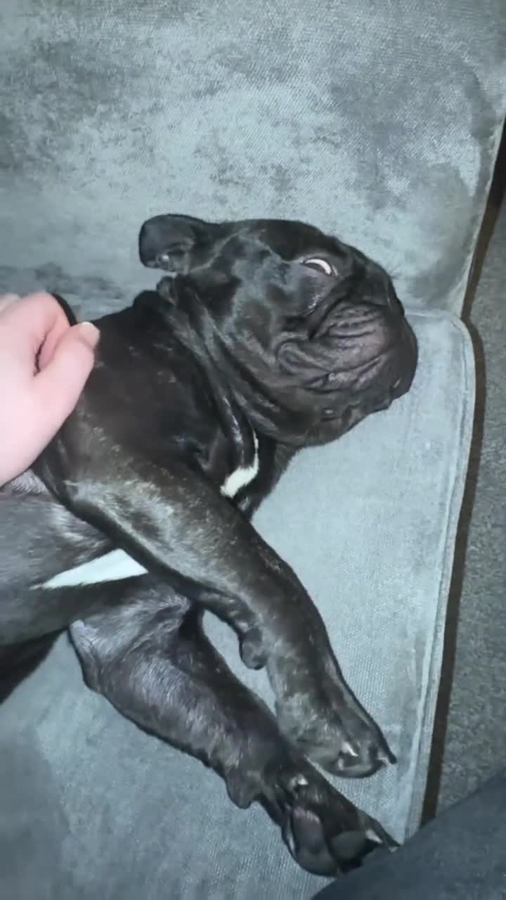 French Bulldog dogs for sale: 3 yr old male frenchie - Video 1