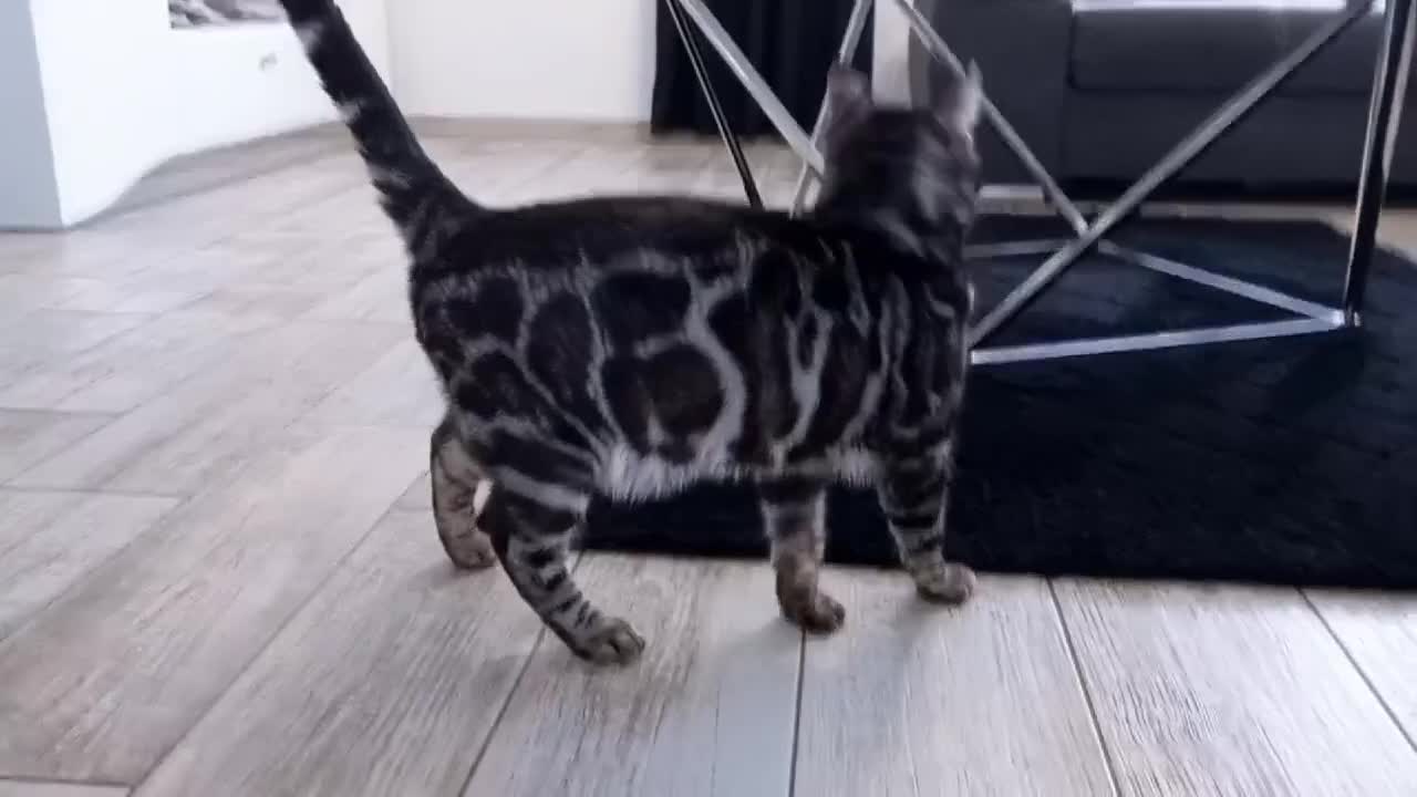 Bengal cats for stud: OUTSTANDING SILVER CHARCOAL BENGAL STUD - Video 1