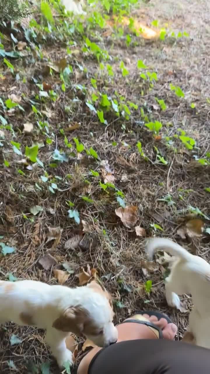 Cocker Spaniel dogs for sale: Adorable Worker Cocker Girl Puppy 🐶 - Video 1