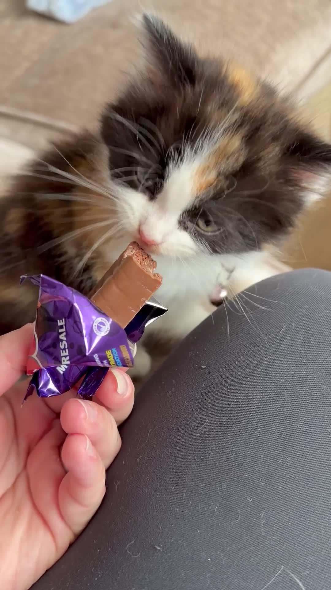 Mixed Breed cats for sale: Kittens looking for homes 🐱 - Video 3