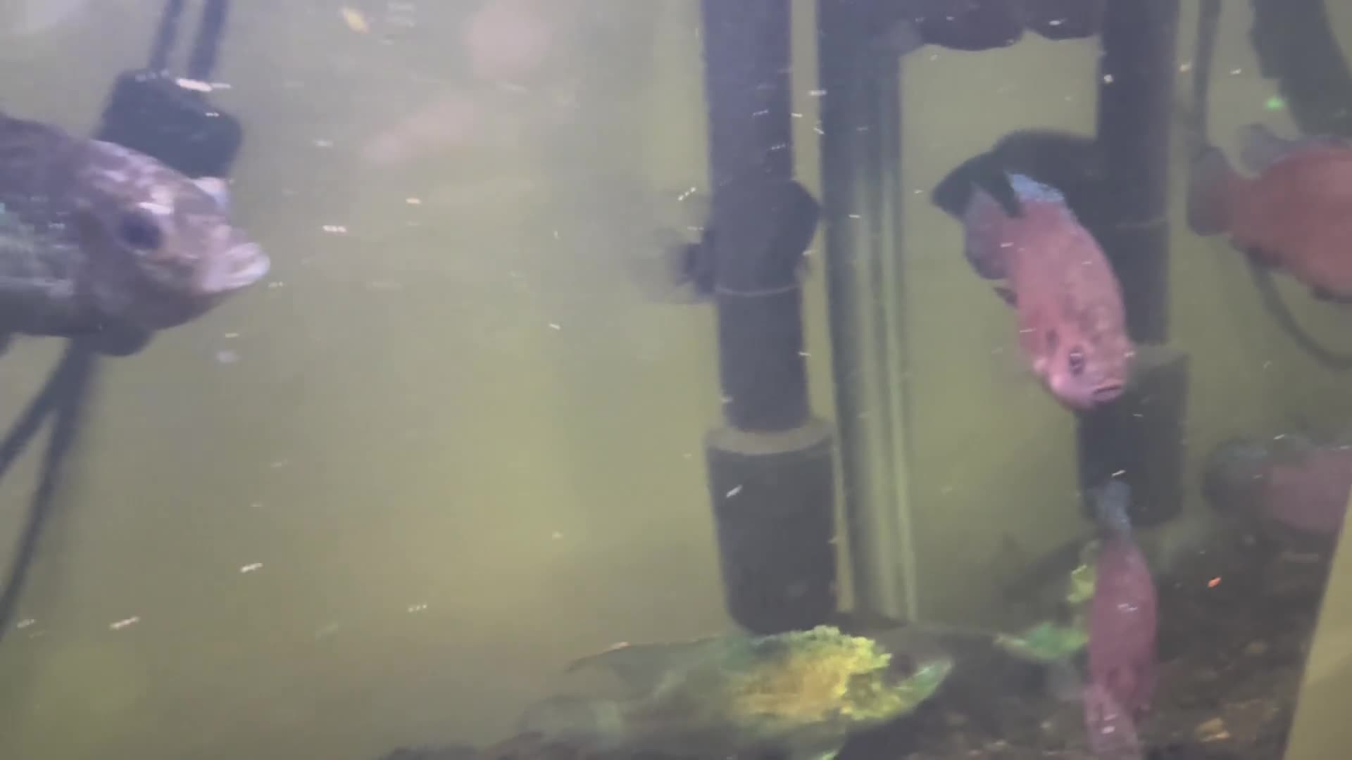 Other/Mixed Breed fish for sale: Fish  in Diss - Video 1