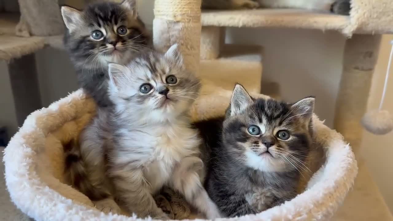 Persian cats for sale: Persian-Ragdoll Kittens - Affectionate and Fluffy - Video 1