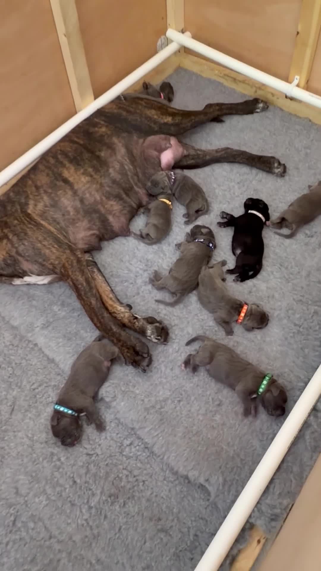 Cane Corso dogs for sale: LOCKDOWN KENNELS UK 2026 Health Tested Litter in Solihull - Video 3