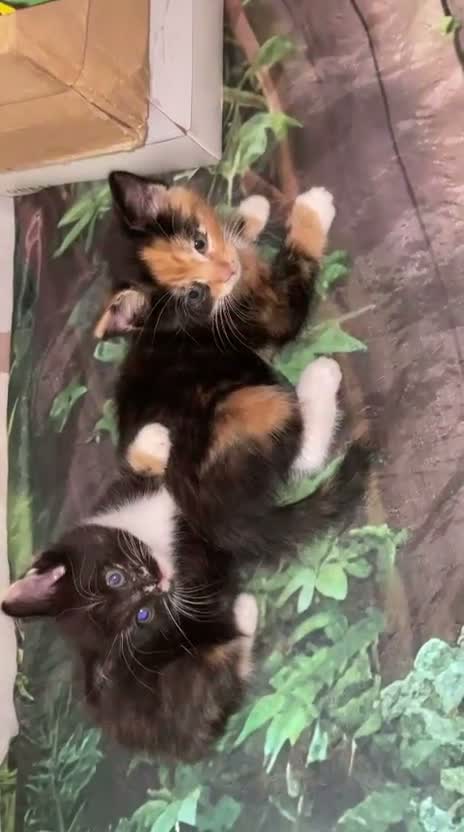 Mixed Breed cats for sale: Velvet kisses  - Video 2