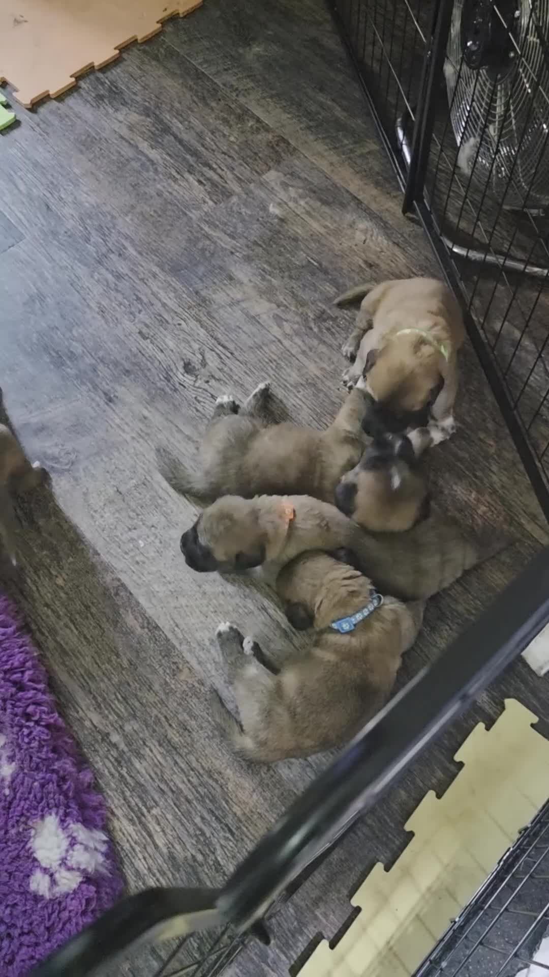 Mixed Breed dogs for sale: Saint bernard x dogue de bordeaux hybrid  - Video 1