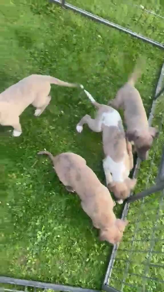 Whippet dogs for sale: 8 KC registered whippet pups - Video 1