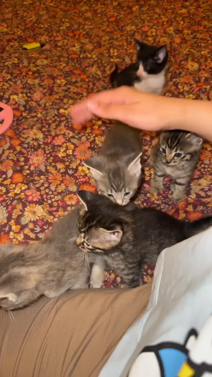 British Shorthair cats for sale: BengalXSavannah  - Video 3