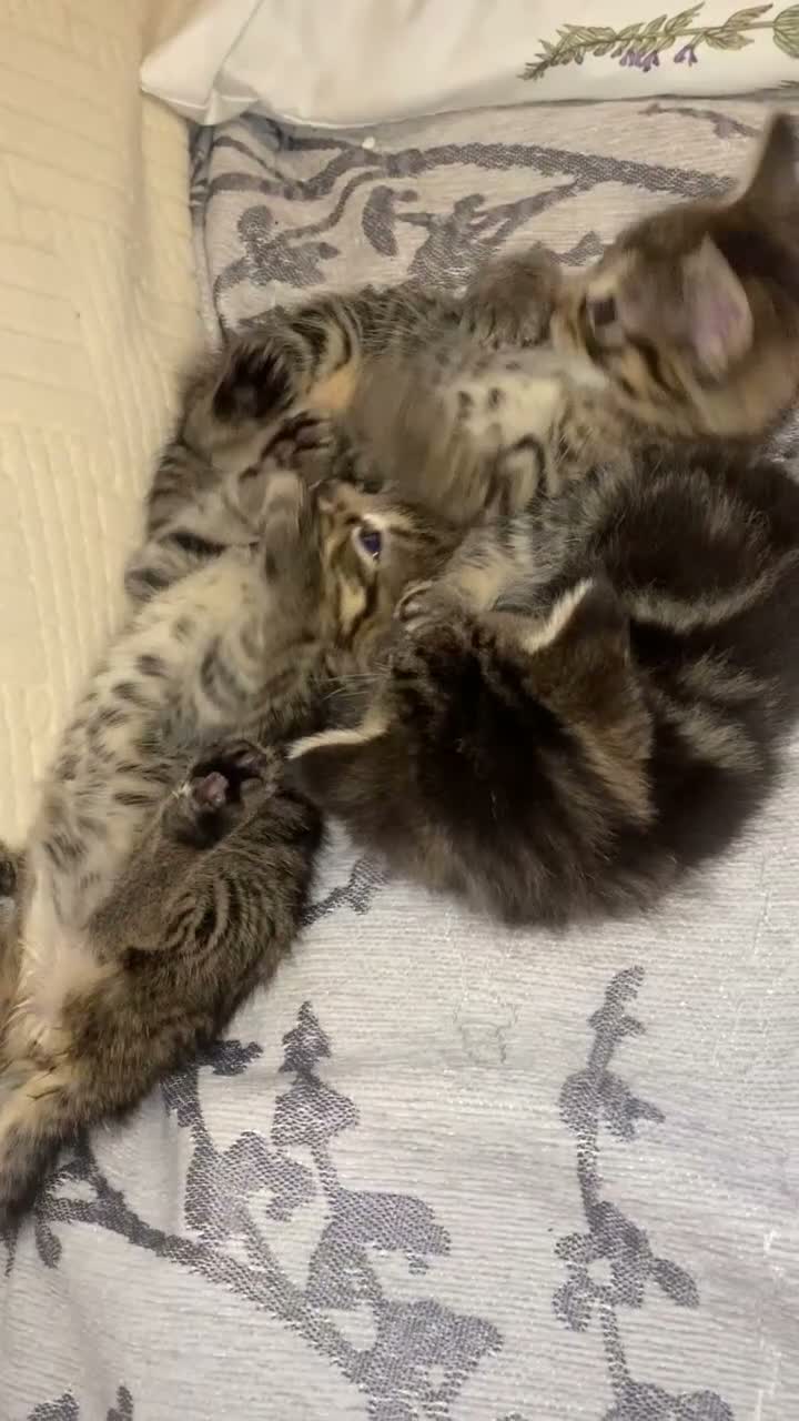 Mixed Breed cats for sale: 6 very sweet Kitties - Video 1