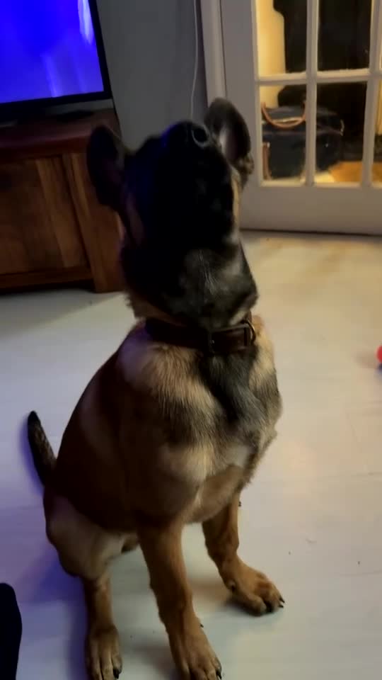 Belgian Shepherd Dog dogs for sale: 5 month old Belgium malinois puppy - Video 1