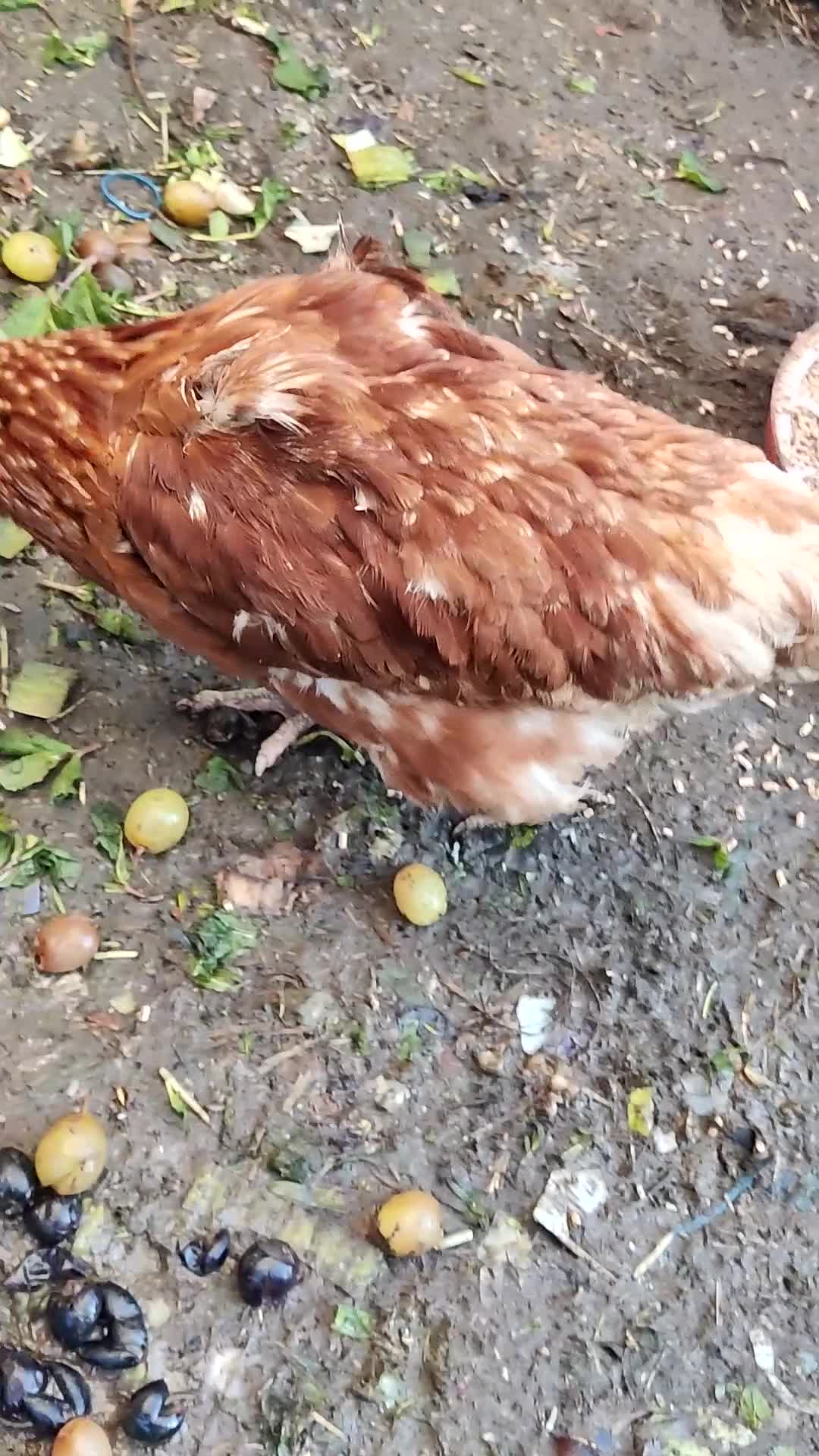 Chickens poultry for sale: laying lohman hen - Video 1