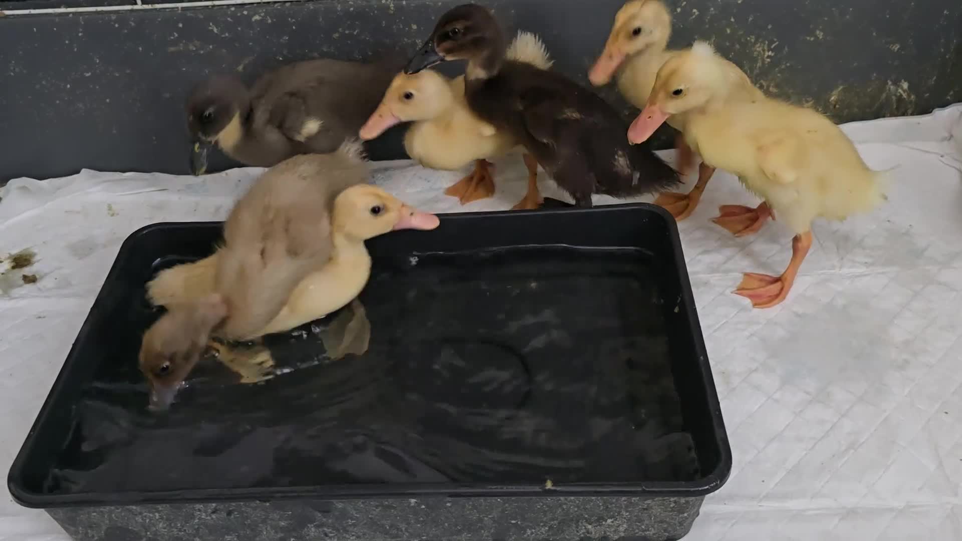 Ducks poultry for sale: Indian Runner ducklings - Video 1