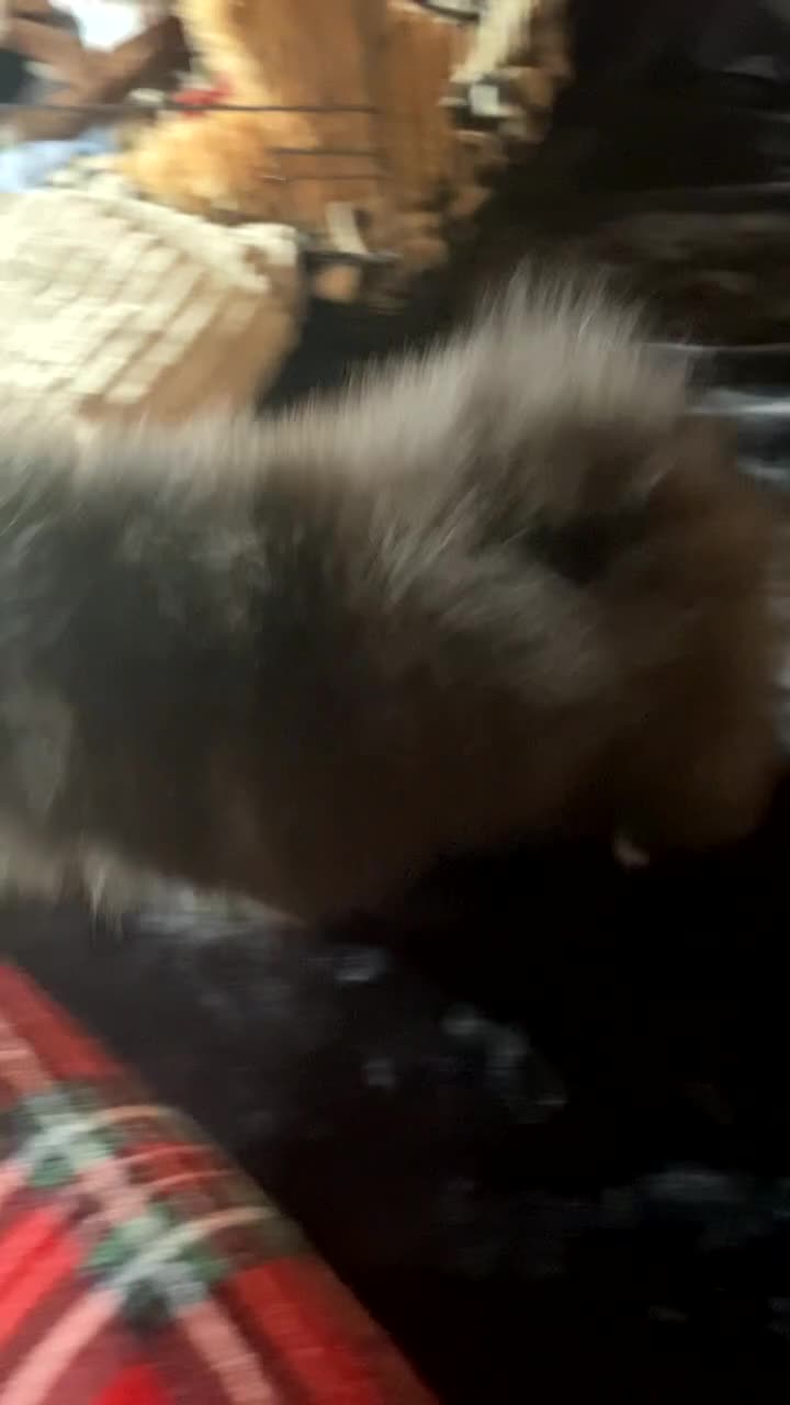 Pomeranian dogs for sale: Gorgeous tiny male Pomeranian puppy - Rocko - Video 2