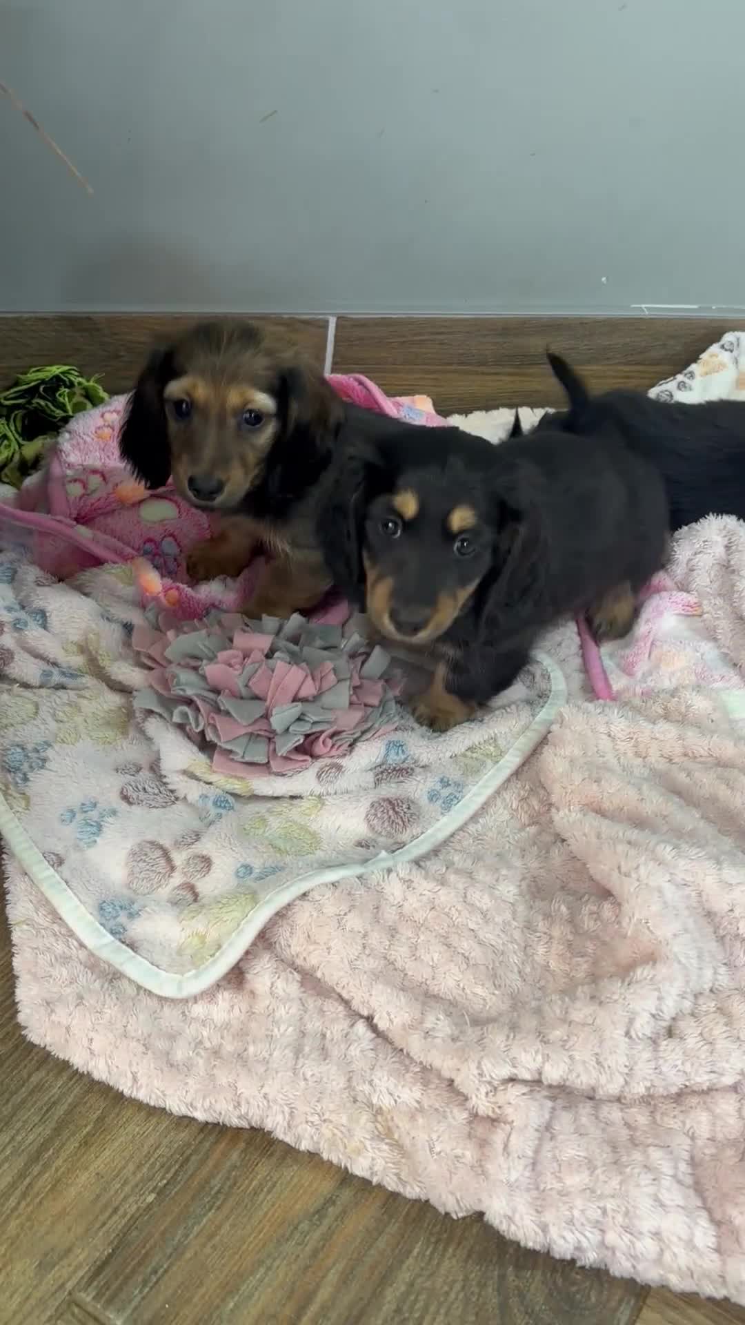 Miniature Dachshund dogs for sale: Longhair mini dachshund  - Video 2