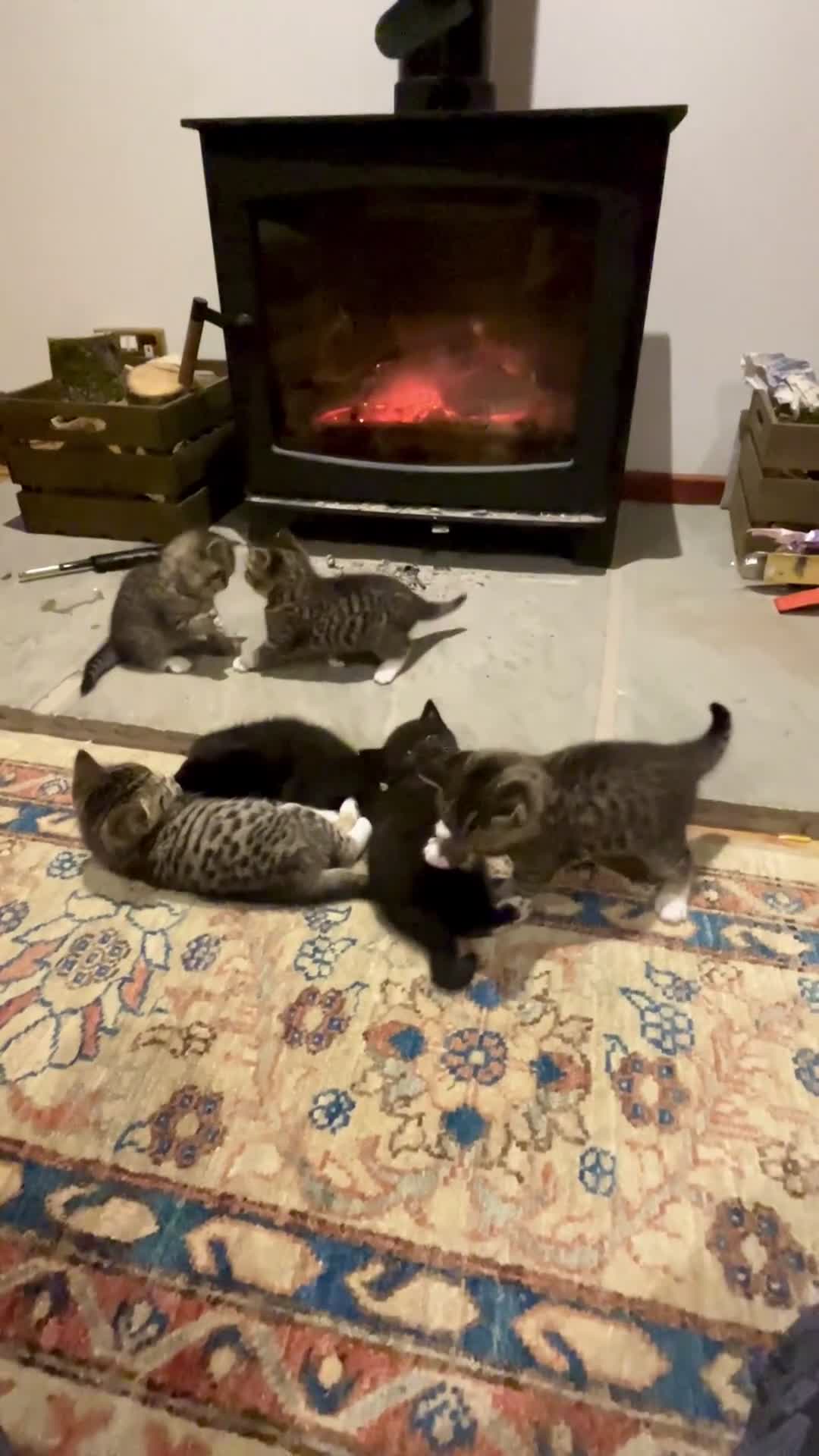 British Shorthair cats for sale: 6 British Shorthair x kitten  - Video 1