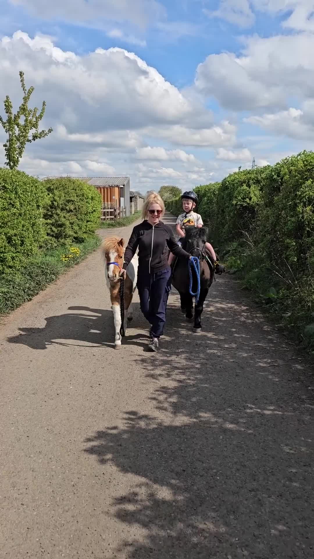 Miniature horses for sale: Pure bred American miniature horse gelding  - Video 1