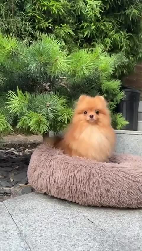 Pomeranian dogs for sale: White and Orange Pomeranian Boys in London - Video 1