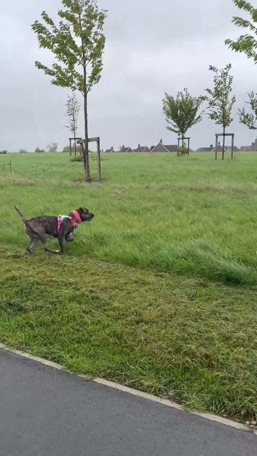 Mixed Breed dogs for sale: Bella - Video 1