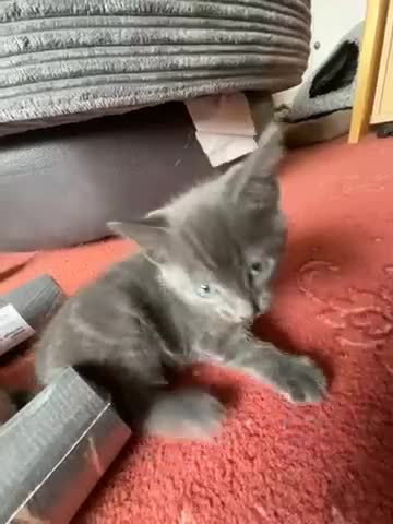Mixed Breed cats for sale: 5 beautiful Kittens  - Video 3